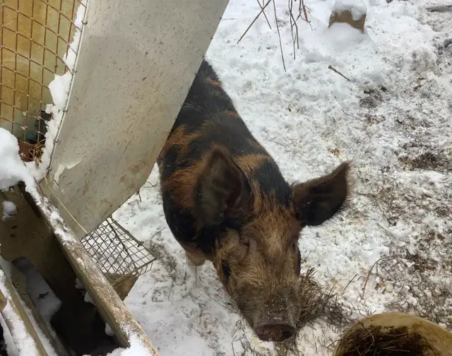 Berkshire Mangalitsa/Tamworth Boar Pig