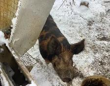 Berkshire Mangalitsa/Tamworth Boar Pig