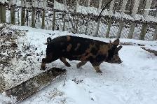 Berkshire Mangalitsa/Tamworth Boar Pig - Photo 2