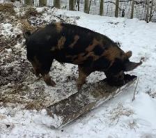 Berkshire Mangalitsa/Tamworth Boar Pig - Photo 3