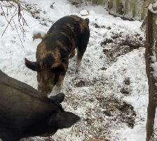 Berkshire Mangalitsa/Tamworth Boar Pig - Photo 4