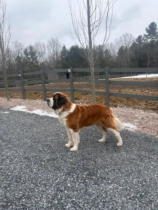 St Bernard