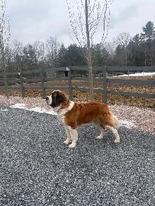 St Bernard