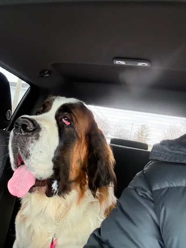 St Bernard - Photo 2