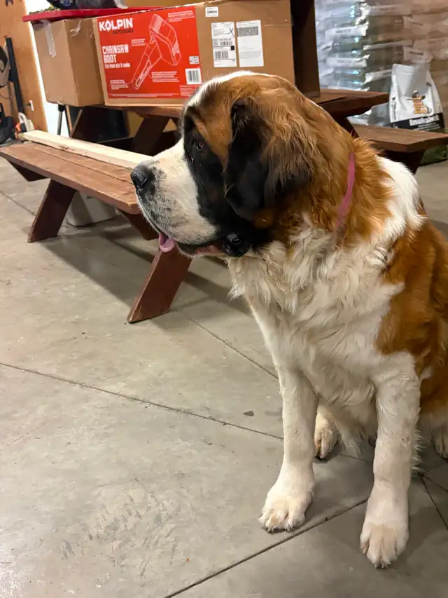 St Bernard - Photo 3