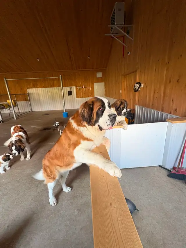 St Bernard - Photo 4