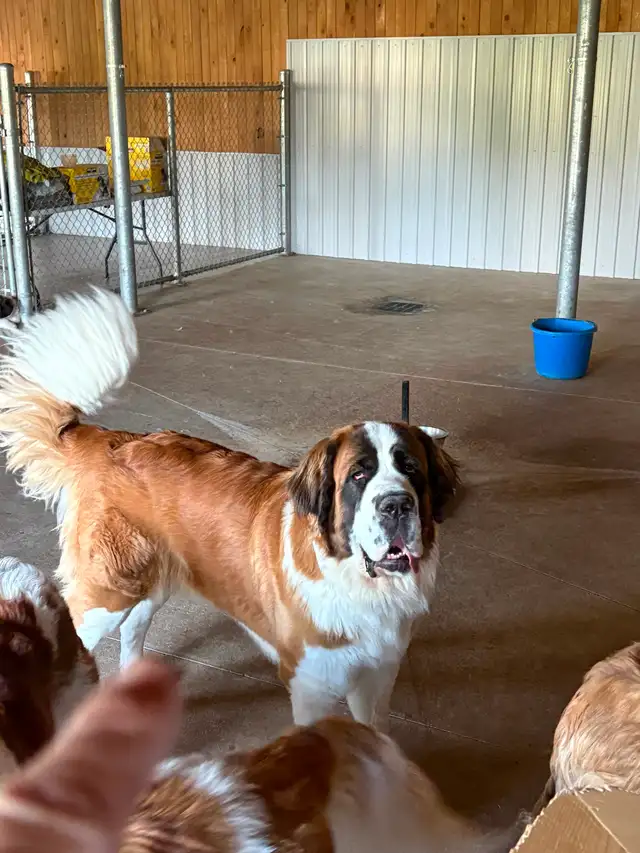 St Bernard - Photo 5