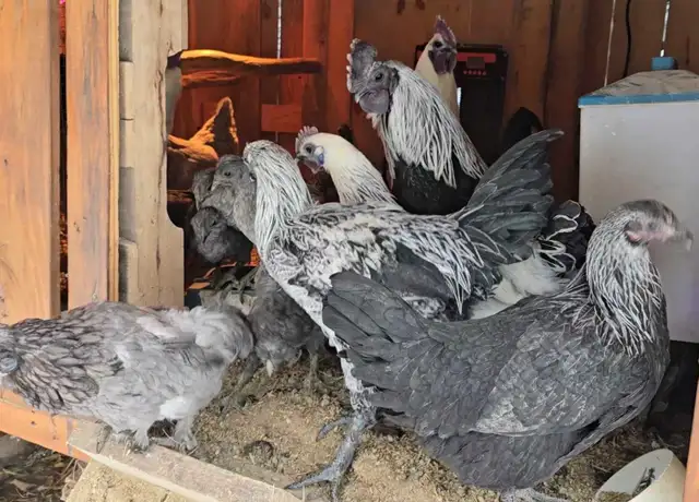 poules a vendre/ Selling whole flock rare breeds