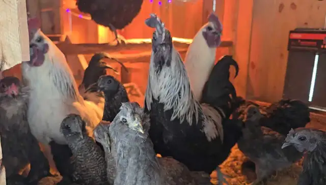 poules a vendre/ Selling whole flock rare breeds - Photo 2