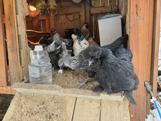 poules a vendre/ Selling whole flock rare breeds - Photo 3