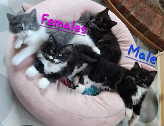 Beautiful Ragdoll kittens, Looking for their FUREVER Home.