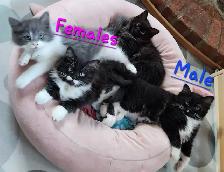 Beautiful Ragdoll kittens, Looking for their FUREVER Home.