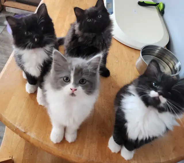 Beautiful Ragdoll kittens, Looking for their FUREVER Home. - Photo 2