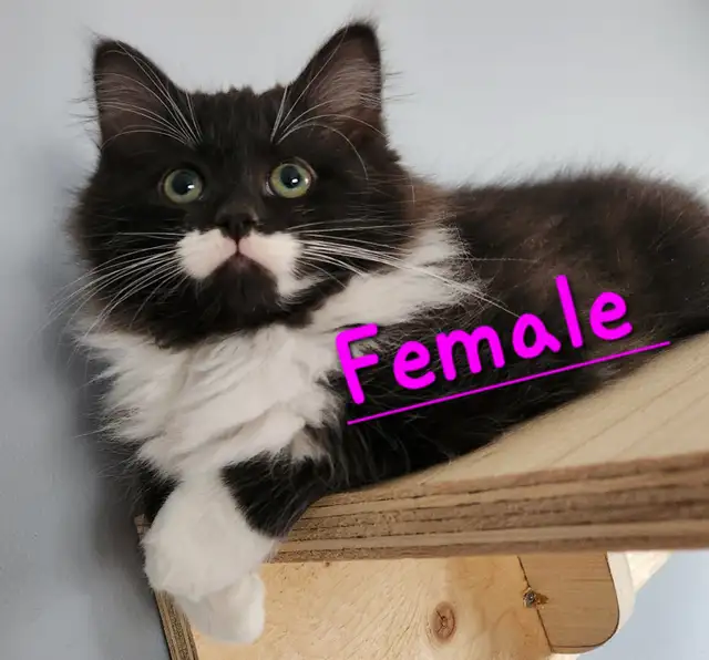 Beautiful Ragdoll kittens, Looking for their FUREVER Home. - Photo 3