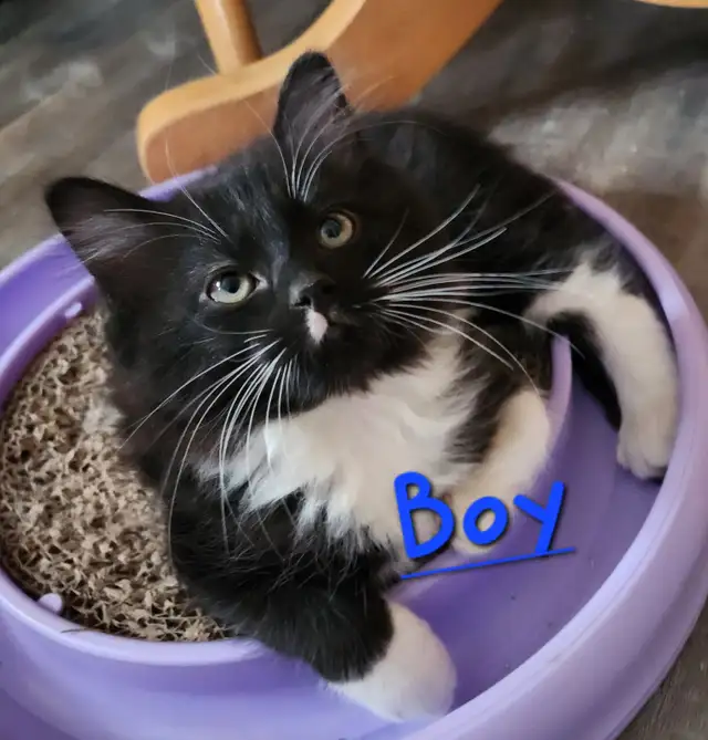 Beautiful Ragdoll kittens, Looking for their FUREVER Home. - Photo 4