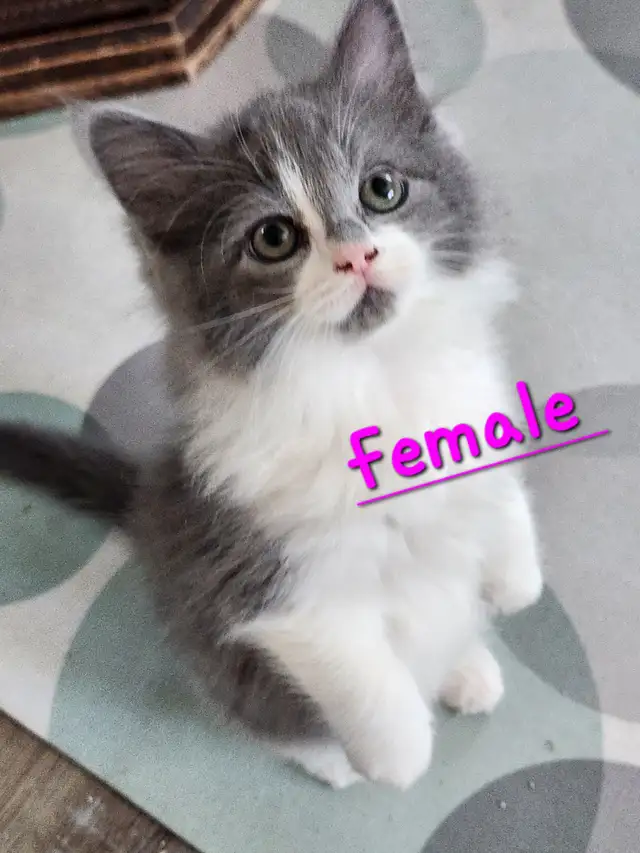 Beautiful Ragdoll kittens, Looking for their FUREVER Home. - Photo 5