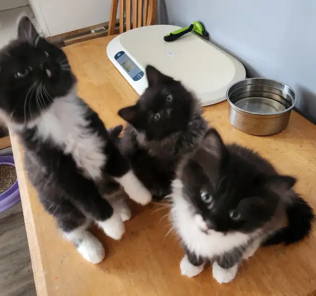 Beautiful Ragdoll kittens, Looking for their FUREVER Home. - Photo 7