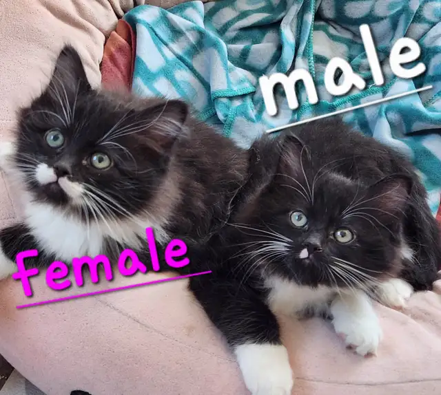 Beautiful Ragdoll kittens, Looking for their FUREVER Home. - Photo 8