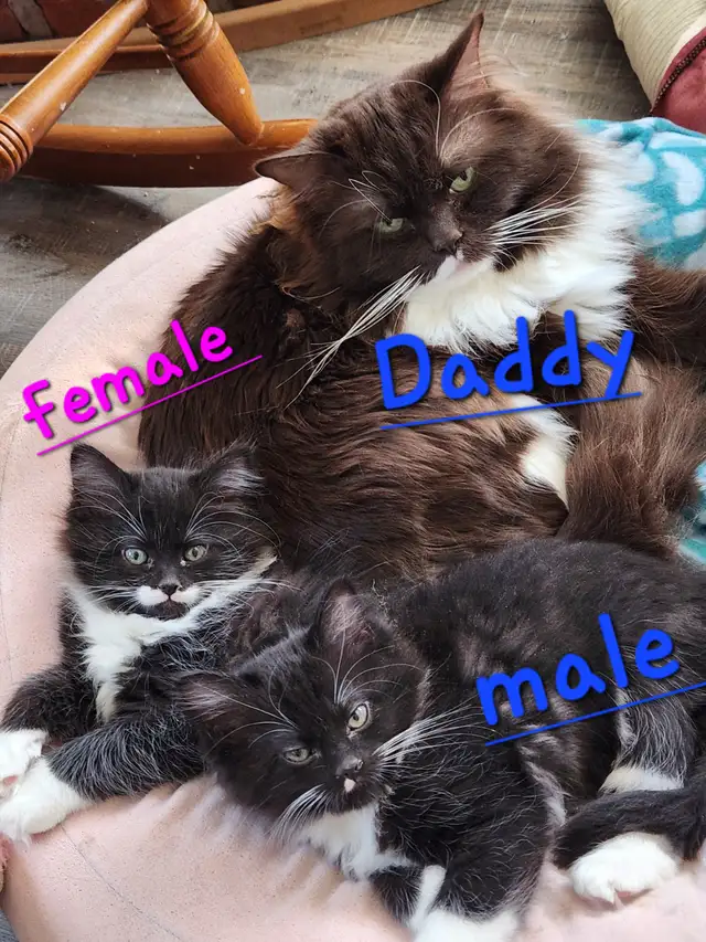 Beautiful Ragdoll kittens, Looking for their FUREVER Home. - Photo 9