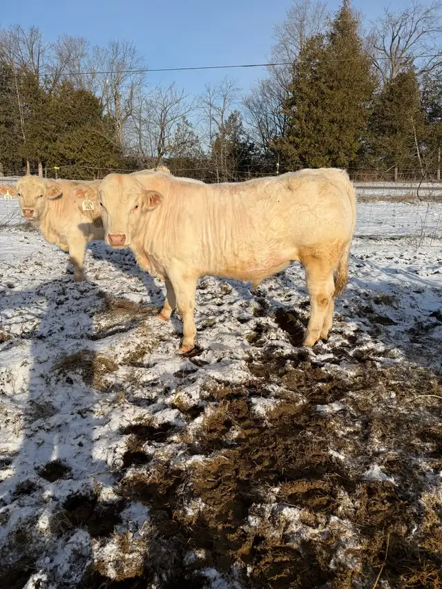Charolais bulls