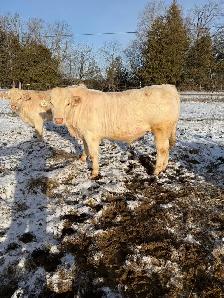 Charolais bulls