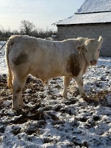 Charolais bulls - Photo 2