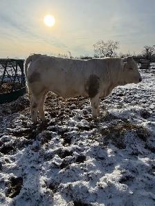 Charolais bulls - Photo 3
