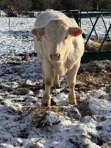 Charolais bulls - Photo 4
