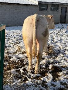 Charolais bulls - Photo 5