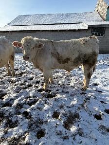Charolais bulls - Photo 6