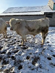 Charolais bulls - Photo 7