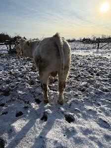 Charolais bulls - Photo 8