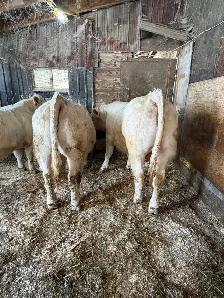 Charolais bulls - Photo 9