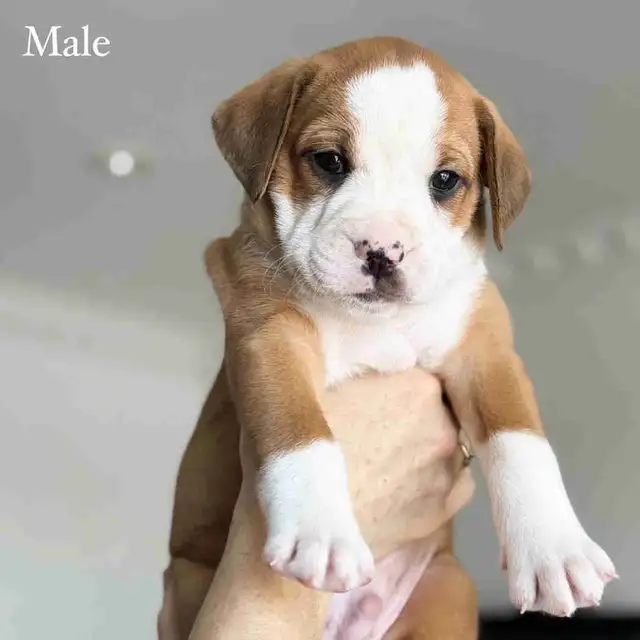 8 English Bulldog & Border Collie Mix Puppies for Adoption
