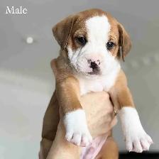 8 English Bulldog & Border Collie Mix Puppies for Adoption