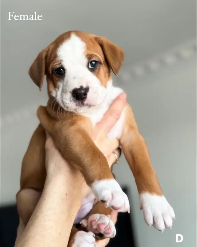 8 English Bulldog & Border Collie Mix Puppies for Adoption - Photo 4