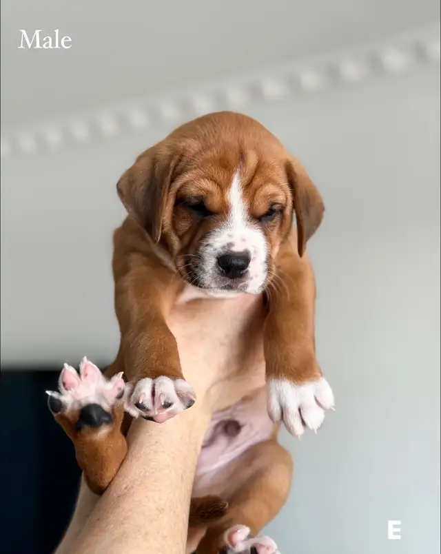 8 English Bulldog & Border Collie Mix Puppies for Adoption - Photo 5