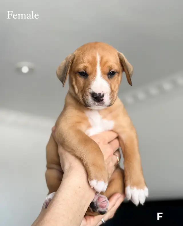 8 English Bulldog & Border Collie Mix Puppies for Adoption - Photo 6