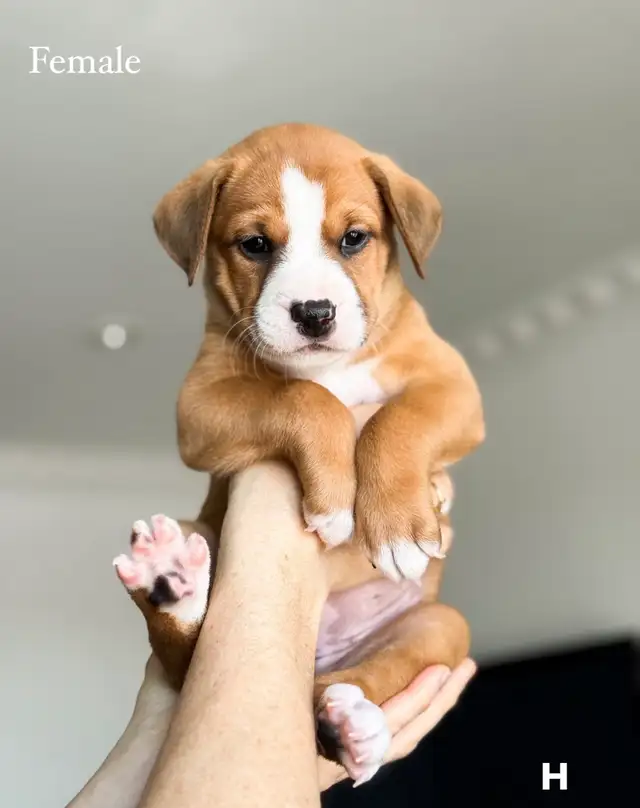 8 English Bulldog & Border Collie Mix Puppies for Adoption - Photo 8