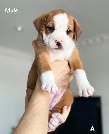 8 chiots mélange bouledogue anglais Colle à l'adoption