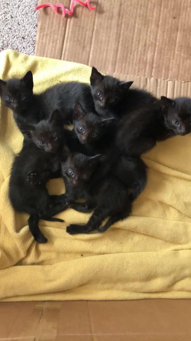 six black kittens