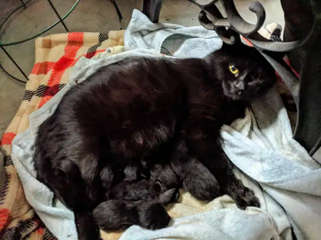 six black kittens - Photo 2