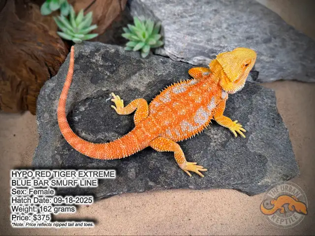 NEW BEARDED DRAGONS-Available Now!