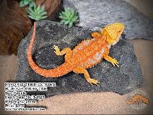 NEW BEARDED DRAGONS-Available Now!