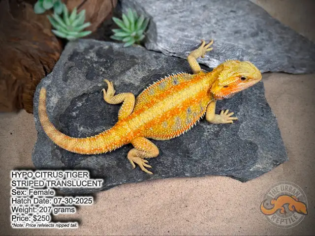 NEW BEARDED DRAGONS-Available Now! - Photo 2