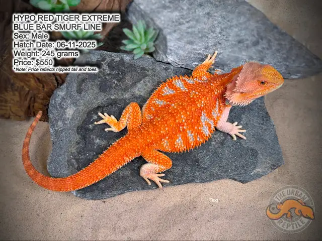 NEW BEARDED DRAGONS-Available Now! - Photo 3