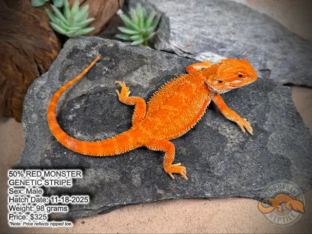 NEW BEARDED DRAGONS-Available Now! - Photo 4