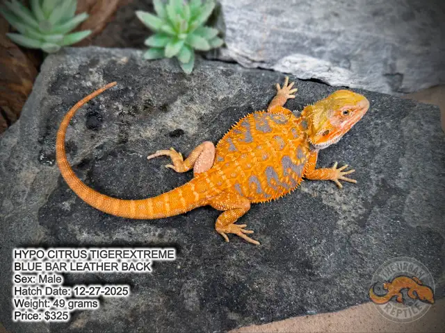 NEW BEARDED DRAGONS-Available Now! - Photo 5