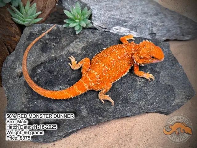 NEW BEARDED DRAGONS-Available Now! - Photo 6
