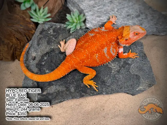 NEW BEARDED DRAGONS-Available Now! - Photo 7